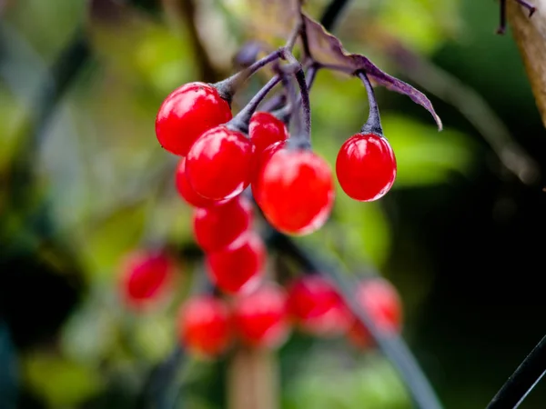 Осенние листья опадают ягодами красного листа, красные осенние ягоды садового кустарника. Crataegus monogyna, berries, common hawthorn red berry fruit autumn fall . — стоковое фото