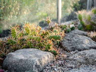 Kıyı dikenli armut veya Littoral, konservatuara ve botanik bahçesinde koruma için bir cam sera çeşitli kaktüs