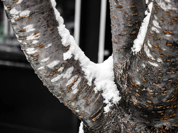 Close-up Grandes galhos de árvores cobertos de neve, galhos de árvores cobertas de neve na temporada de inverno, tempo frio . — Fotografia de Stock