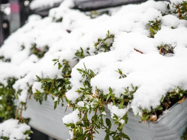 Árvore de abeto perene de Natal com a neve fresca no branco na estação de inverno, Feche de ramos de uma árvore coberta da queda de neve. Cena de Inverno . — Fotografia de Stock