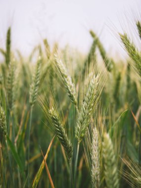Alanda buğday yeşil kulak, hasat, kırsal