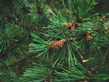 Yeşil Noel ağacı, uzun iğneler dolu yeşil dalları, iğne, yakın çekim