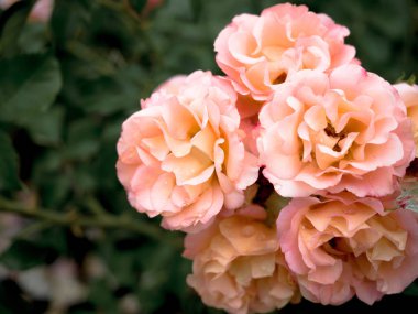 Bir bahçede güzel beyaz ve pembe güller bir demet, yakın yukarı, bulanık arka plan