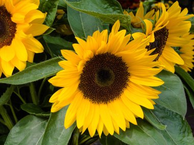 Bir bahçede sarı çiçeklenme ayçiçeği, yakın çekim