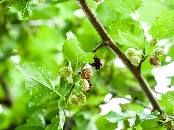 Mulberry, Fresh mulberry, black ripe and red unripe mulberries on the branch of tree. — Stock Photo, Image