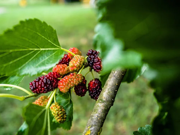 Mulberry, Fresh mulberry, black ripe and red unripe mulberries on the branch of tree. — Stock Photo, Image