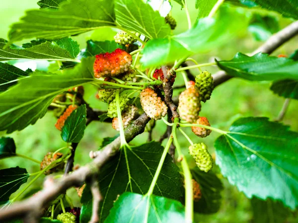 Mulberry, Fresh mulberry, black ripe and red unripe mulberries on the branch of tree. — Stock Photo, Image