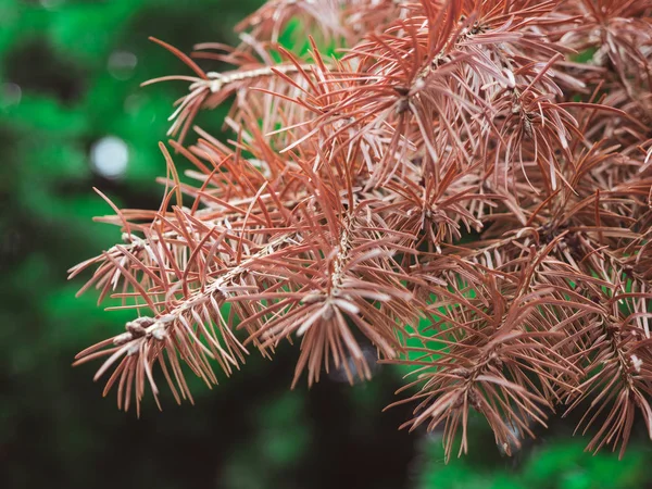 Galho marrom de uma árvore conífera, um brunch com agulhas — Fotografia de Stock