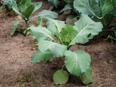 Seradaki organik bitkilerin üretimini kapatın. sebze, salata, eko ve doğal sağlıklı gıda.