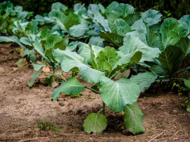Seradaki organik bitkilerin üretimini kapatın. sebze, salata, eko ve doğal sağlıklı gıda.