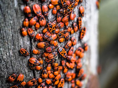 Odun üzerinde ateş böcekleri (Pyrrhocoris apterus) birikimi. Kırmızı böcek.