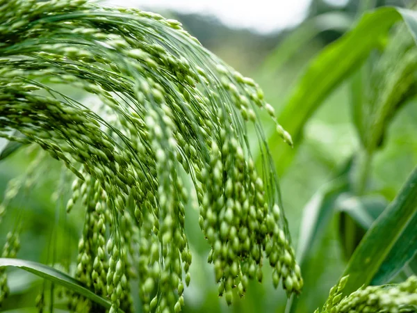 Green rice field and sunny day, Backdrop of ripening ears of green rice field.