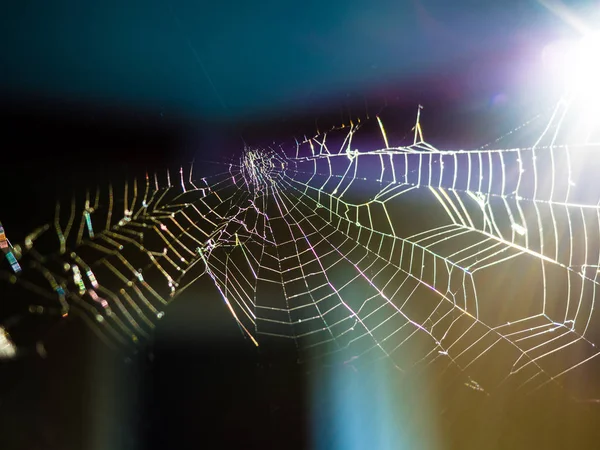 Cobweb, Background with spider net. Foreground focus on a spider net with blur background.