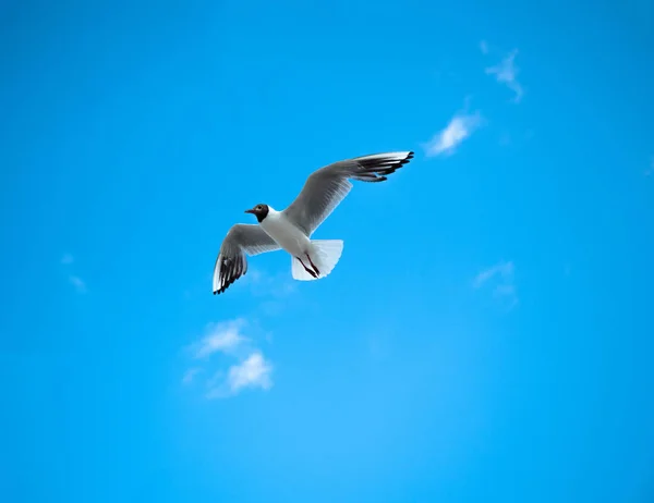 Beautiful seagull, bird flying winged on sunny day, blue sky and clouds background.