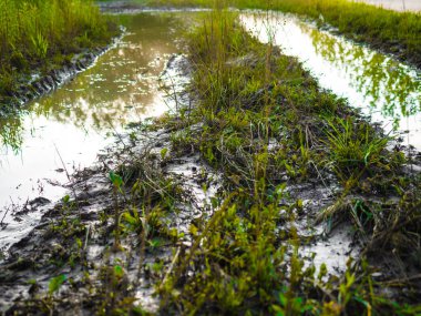 Doğal alan arka plan dikim