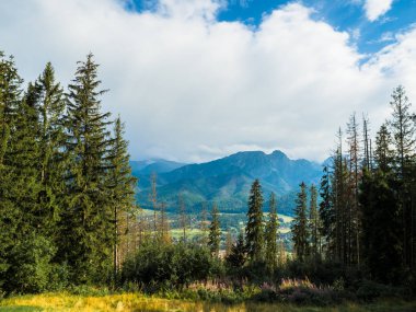 Dağ Orman ağaçları ve bulutlu gökyüzü ile güzel bir görünüm.