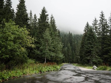 Yağmur gün sonra sis ve bulutlu hava ile bir dağın üzerinde orman ağaçları.