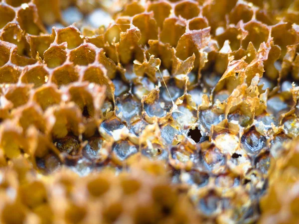 Textura de fondo de cera de abeja y miel de una colmena, alimentos orgánicos y saludables . — Foto de Stock