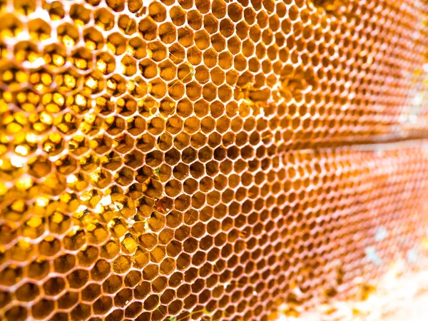 Bir kovan, organik ve sağlıklı gıda arı balmumu doku arka plan. — Stok fotoğraf