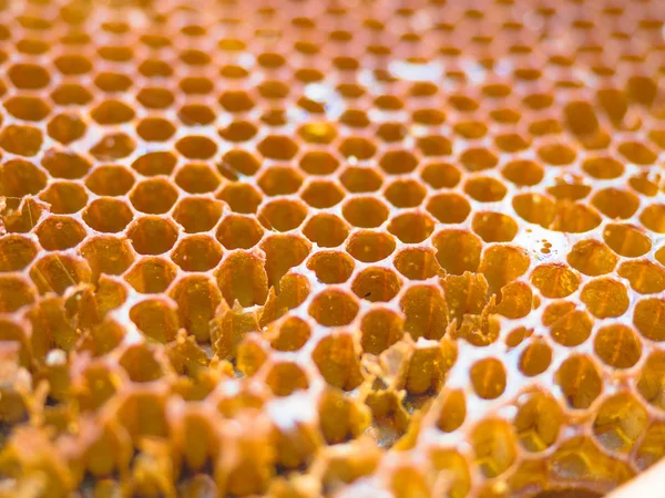 Textura de fondo de cera de abeja de una colmena, alimentos orgánicos y saludables . — Foto de Stock