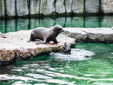 Steller deniz aslan bir kaya üzerinde oturan, Brown kürk Seals (Arctocephalus pusillus) Prag Hayvanat Bahçesi, Çek Cumhuriyeti, 26 Şubat 2018.