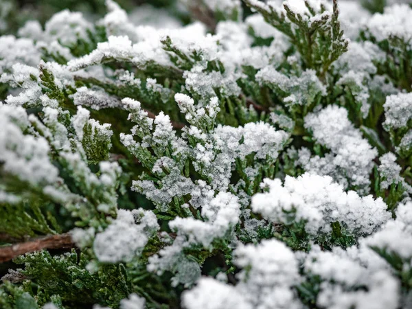 Fundo abstrato de uma grama coberta com geada, Hoarfrost na grama. Cristais de gelo de hoarfrost manhã são lindos como diamantes facetados, como solitário. Inverno fundo natural . — Fotografia de Stock