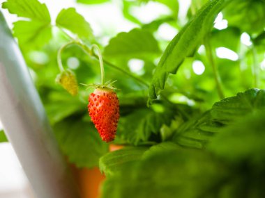 yabani çilek tesisleri