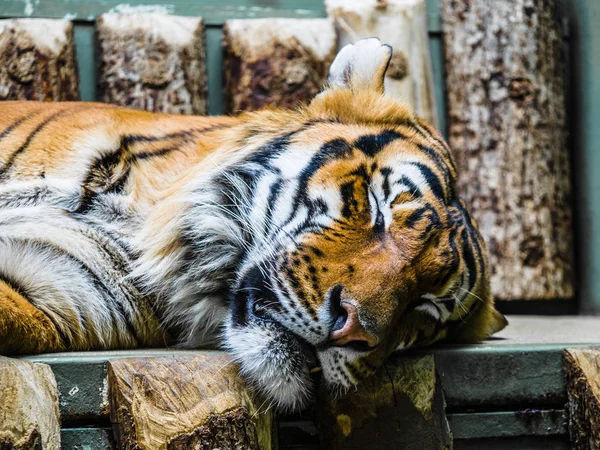 Big beast tiger wild nature sleeping close up, Close up of a Siberian Tiger sleeping at the zoo.