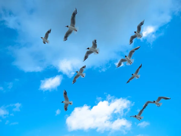 Beautiful group of seagulls, bird flying winged on sunny day, blue sky and clouds background.