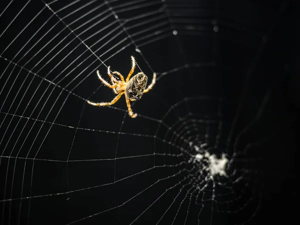 Садовый паук на паутине с темным черным фоном, вид сбоку. Araneus dibcmatus — стоковое фото