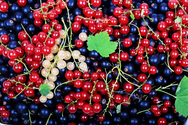 Mix di ribes nero bacche ribes rosso ribes bianco — Foto Stock