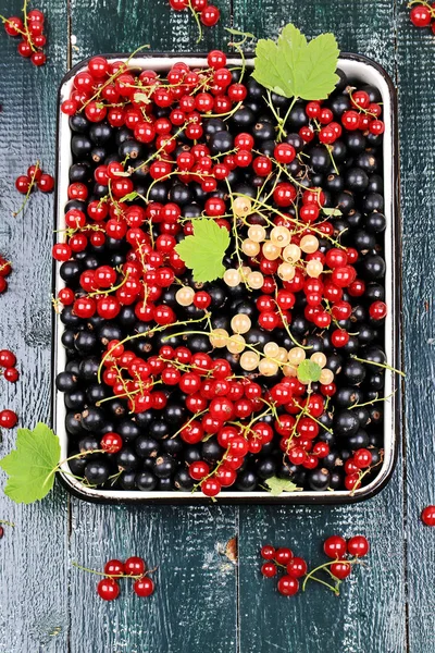 A fekete ribizli bogyós gyümölcsök ribizli, fehér ribizli keverjük össze — Stock Fotó