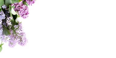 Beyaz arkaplanda yalıtılmış leylak