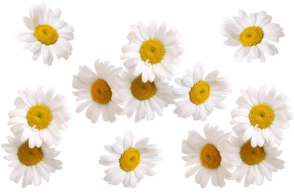 Ensemble de fleurs de marguerite isolées sur fond blanc — Photo
