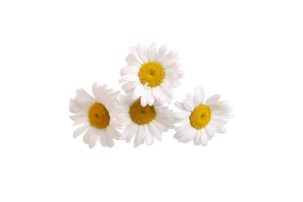 Flores de camomila isoladas em fundo branco — Fotografia de Stock