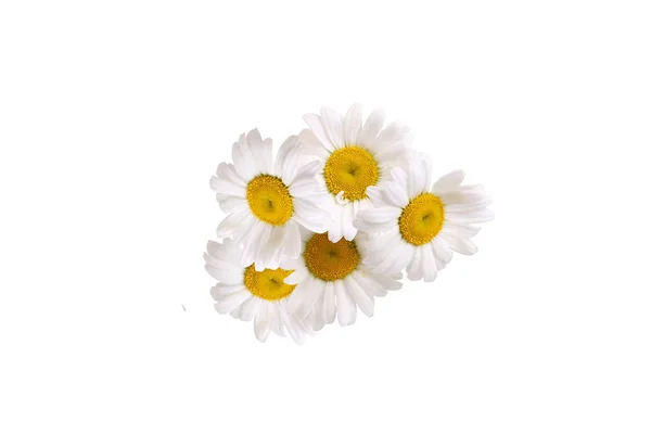 Fleurs de camomille isolées sur fond blanc — Photo