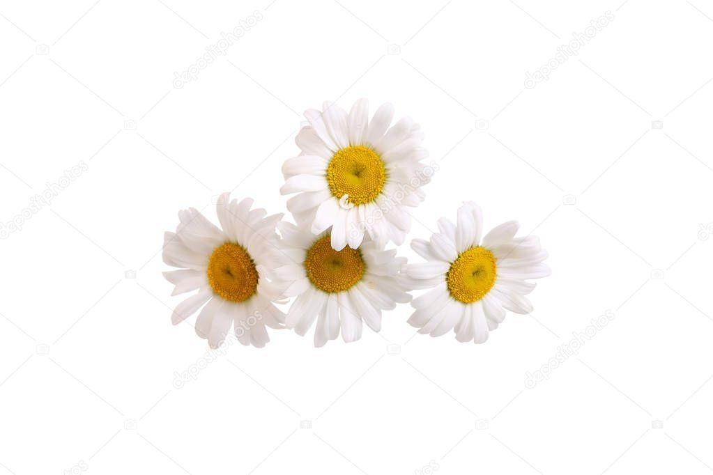 chamomile flowers isolated on white background