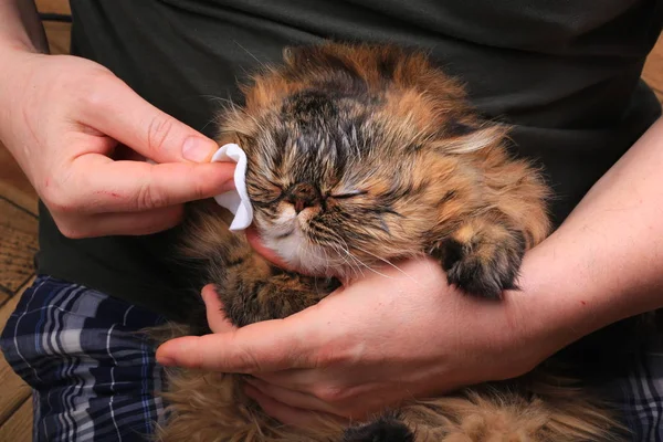 Limpeza do gato olho com uma almofada de algodão. Raça persa — Fotografia de Stock