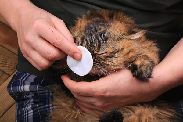 Limpeza do gato olho com uma almofada de algodão. Raça persa — Fotografia de Stock