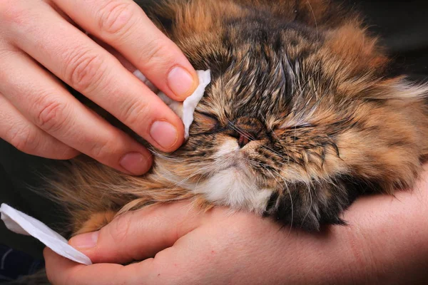 Limpeza do gato olho com uma almofada de algodão. Raça persa — Fotografia de Stock