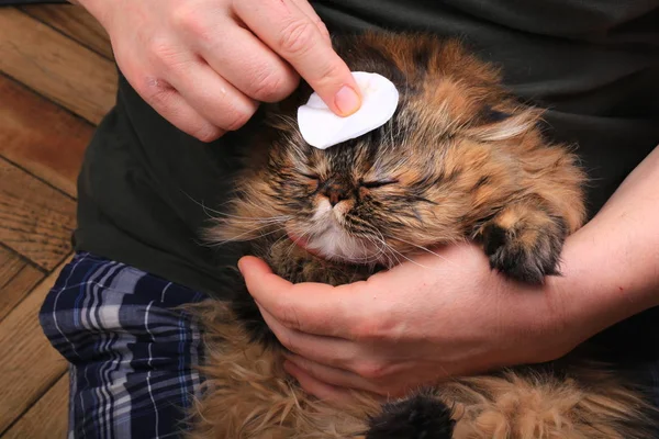 Limpeza do gato olho com uma almofada de algodão. Raça persa — Fotografia de Stock