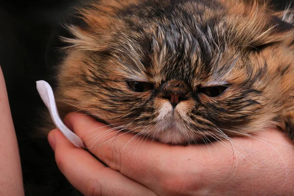 bir pamuk ile Temizleme göz kedi. Farsça doğurmak