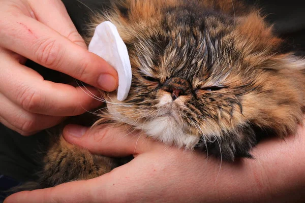 eye cat cleaning with a cotton pad. Persian breed