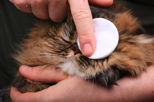 Limpeza do gato olho com uma almofada de algodão. Raça persa — Fotografia de Stock