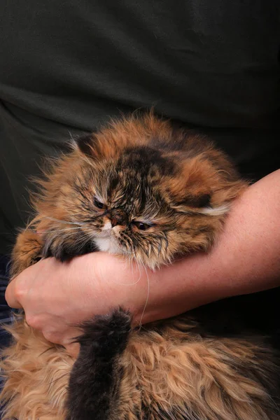 Limpeza do gato olho com uma almofada de algodão. Raça persa — Fotografia de Stock