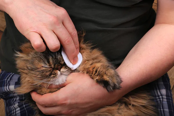 Limpeza do gato olho com uma almofada de algodão. Raça persa — Fotografia de Stock