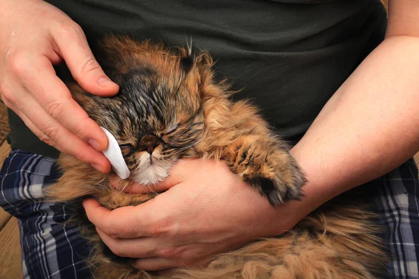 Limpeza do gato olho com uma almofada de algodão. Raça persa — Fotografia de Stock