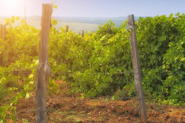Üzüm bağları gün güneşli yaz