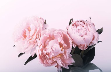 nazik bir arka plan üzerinde pembe peonies