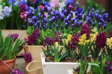 bahçede bahar erken çiçek